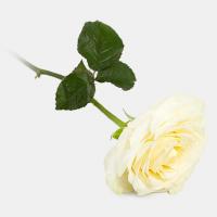 رز هلندی سفید
