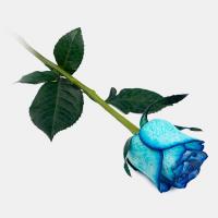 گل رز هلندی آبی