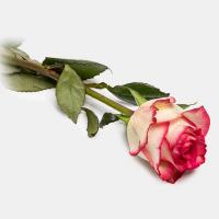 رز هلندی لب صورتی