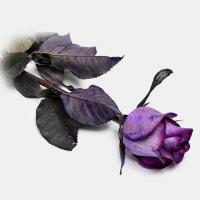 رز هلندی بنفش