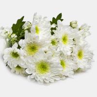 دسته گل داوودی مینیاتوری سفید