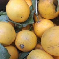 پرتقال یافا درجه 2