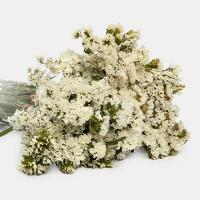 دسته گل زنبوری سفید 1 دسته (4 شاخه) - گلفروشی برکه (گیشا)