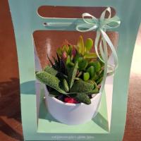 پک کادویی گیاه ساکولنت ۶