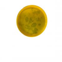 رطب عسلی