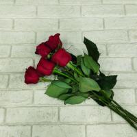 رز قرمز هلندی