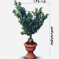 گلدان بونسای