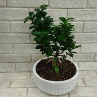 گلدان بونسای جنسینگ