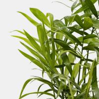 گلدان شامادورا