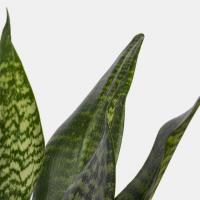 گلدان سانسوریا شمشیری ابلق