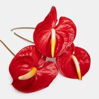 دسته گل آنتوریوم قرمز