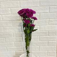 دسته گل داوودی بنفش