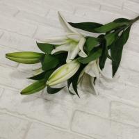 گل لیلیوم اوریانتال سفید