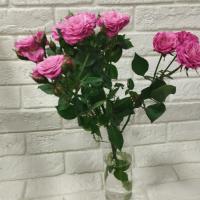 رزمینیاتوری صورتی