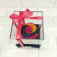 رز پایه مخمل کوکی موزیکال