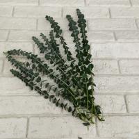 دسته گل اکالیپتوس