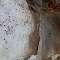 نان رژیمی زیره ای 1 کیلوگرم