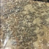 نان رژیمی آفتابگردان ۱کیلو گرم