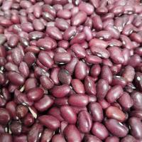لوبیا قرمز