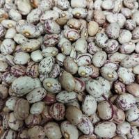 لوبیا چیتی