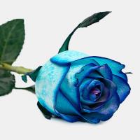رز آبی 1 شاخه