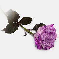 رز بنفش 1 شاخه