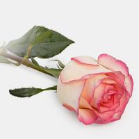 رز هلندی لب صورتی 1 شاخه