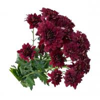 دسته گل داوودی قرمز کارا 1 دسته