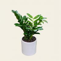 گلدان زاموفیلیا سبز