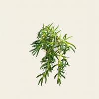 گلدان ناز خنجری