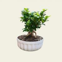 گلدان بونسای فیکوس