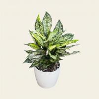 گلدان آگلونما سفید