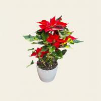 گلدان بنتقنسول