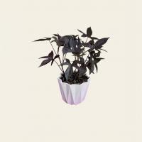 گلدان سیب زمینی ترش