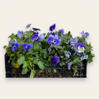 گلدان بنفشه