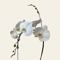 گلدان ارکیده یک شاخه