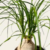 گلدان لیندا