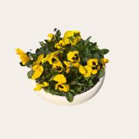 گلدان دیش گاردن بنفشه