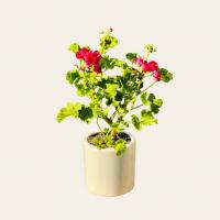 گلدان شمعدانی