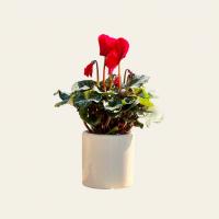 گلدان سیکلمه