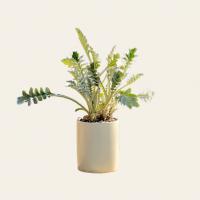 گلدان ابری نقرهای