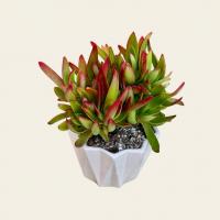 گلدان کراسولا