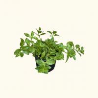 گلدان ناز فرانسوی