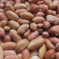 بادام زمینی نمکی آستانه