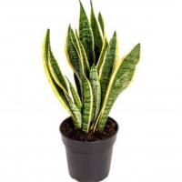 گلدان سانسوریا بلک جک شاه غلاف