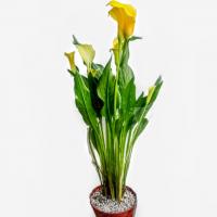 گلدان کالا لیلی (گل شیپوری)