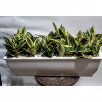 باکس مستطیل سانسوریا هانی