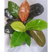 فیلودندرون هپی کالر