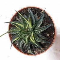 گلدان لیموفیلیا ابلق