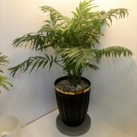 گلدان شامادورا